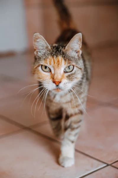 SB, European Shorthair (Animal Sans Toit)