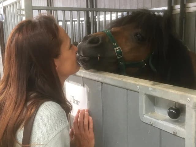 SB, female Mixed Breed for adoption at Animal Sans Toit, Faimes