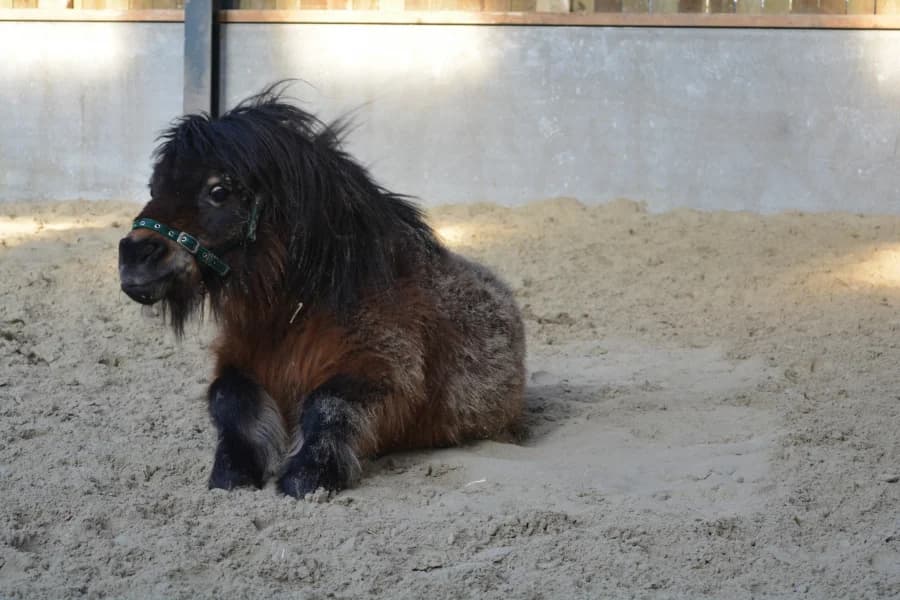 SB, female Mixed Breed for adoption at Animal Sans Toit, Faimes — photo 2 of 4