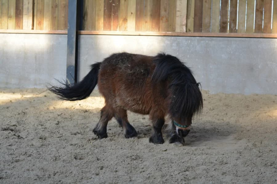 SB, female Mixed Breed for adoption at Animal Sans Toit, Faimes — photo 3 of 4