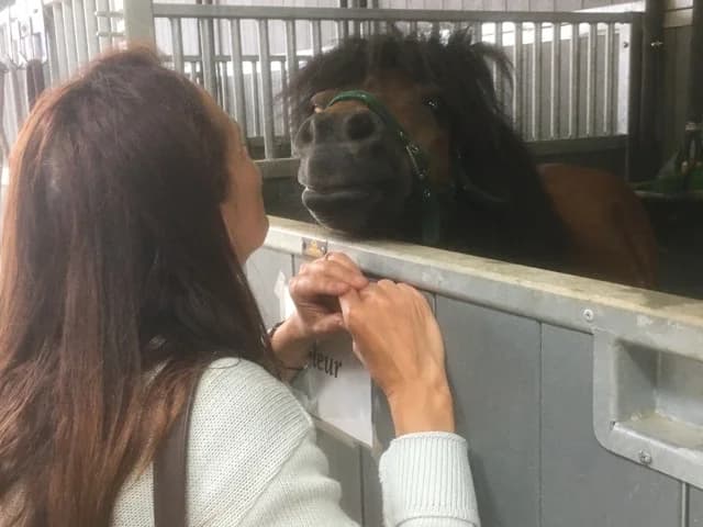 SB, female Mixed Breed for adoption at Animal Sans Toit, Faimes — photo 4 of 4