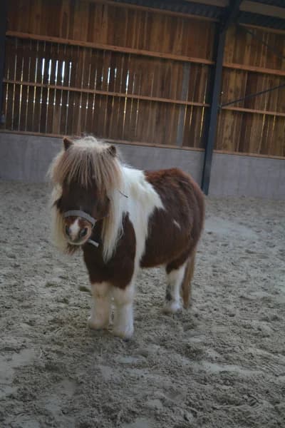SB, male senior Mixed Breed for adoption at Animal Sans Toit, Faimes