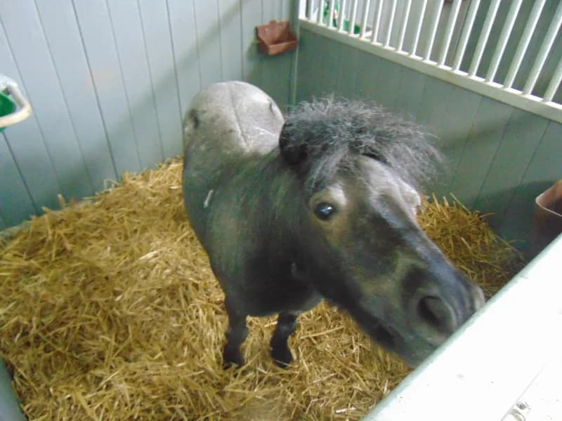 SB, male senior Mixed Breed for adoption at Animal Sans Toit, Faimes