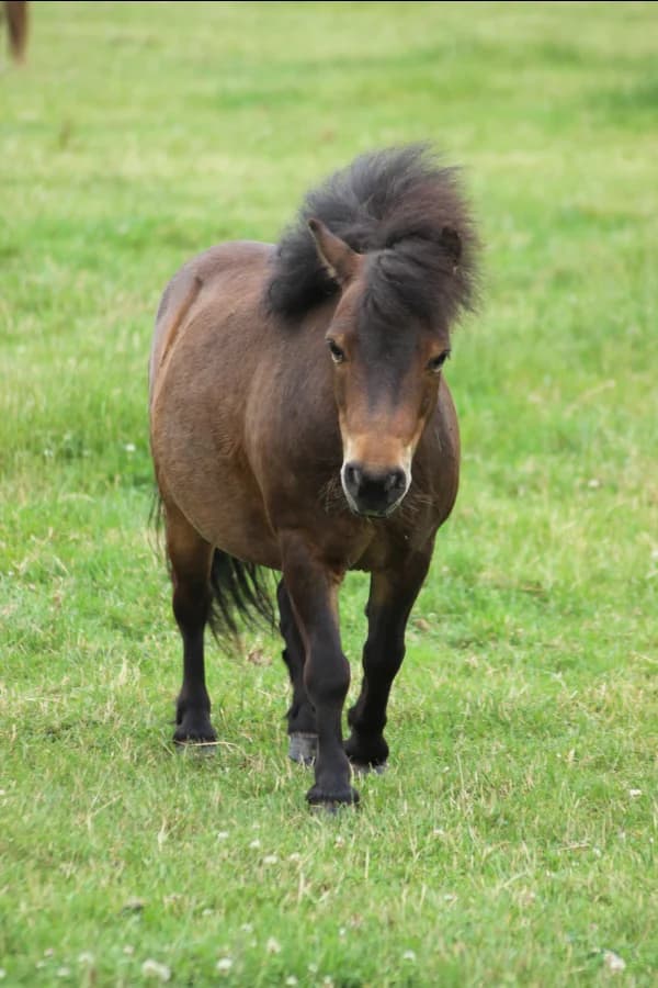 SB, male senior Mixed Breed for adoption at Animal Sans Toit, Faimes