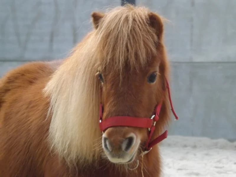 SB, female senior Mixed Breed for adoption at Animal Sans Toit, Faimes