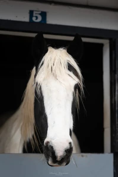 SB, male senior Mixed Breed for adoption at Animal Sans Toit, Faimes