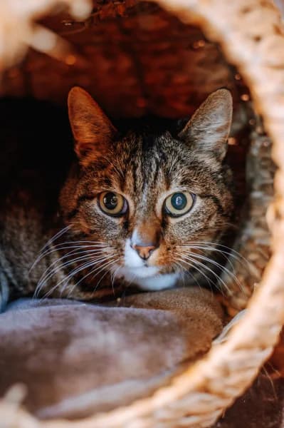 SB, male European Shorthair for adoption at Animal Sans Toit, Faimes
