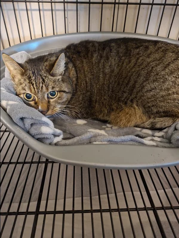 SB, male European Shorthair for adoption at Animal Sans Toit, Faimes — photo 2 of 7