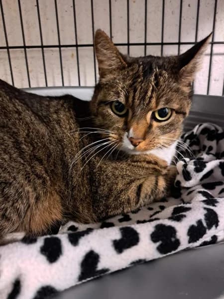 SB, male European Shorthair for adoption at Animal Sans Toit, Faimes — photo 3 of 7