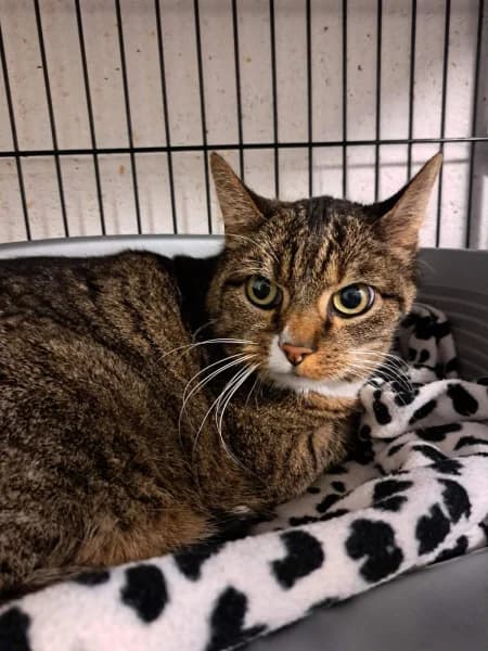 SB, male European Shorthair for adoption at Animal Sans Toit, Faimes — photo 4 of 7