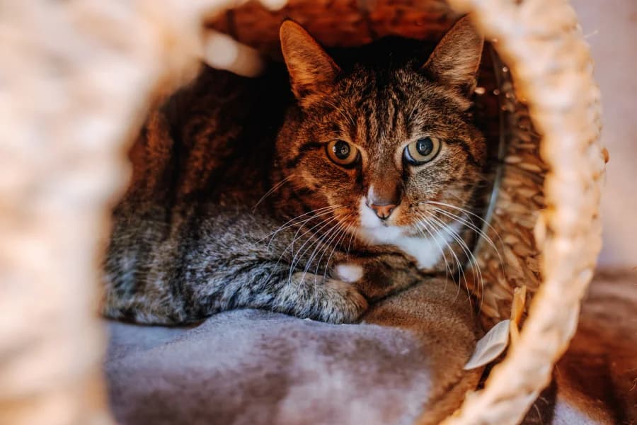 SB, male European Shorthair for adoption at Animal Sans Toit, Faimes — photo 5 of 7