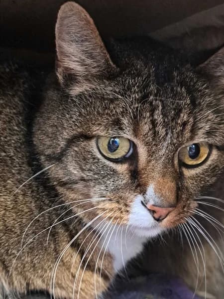 SB, male European Shorthair for adoption at Animal Sans Toit, Faimes — photo 6 of 7