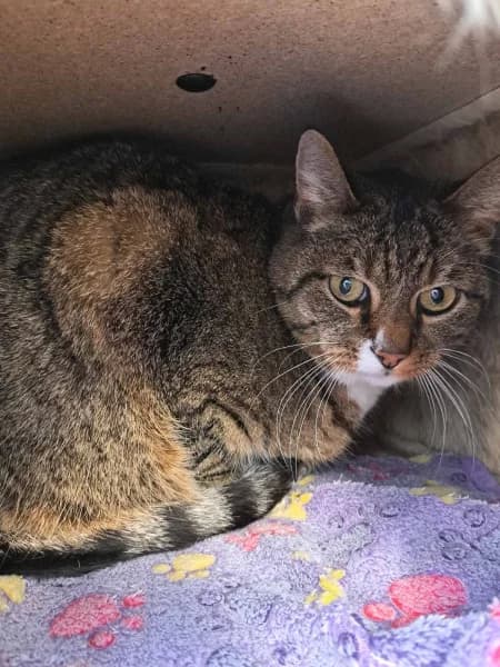 SB, male European Shorthair for adoption at Animal Sans Toit, Faimes — photo 7 of 7