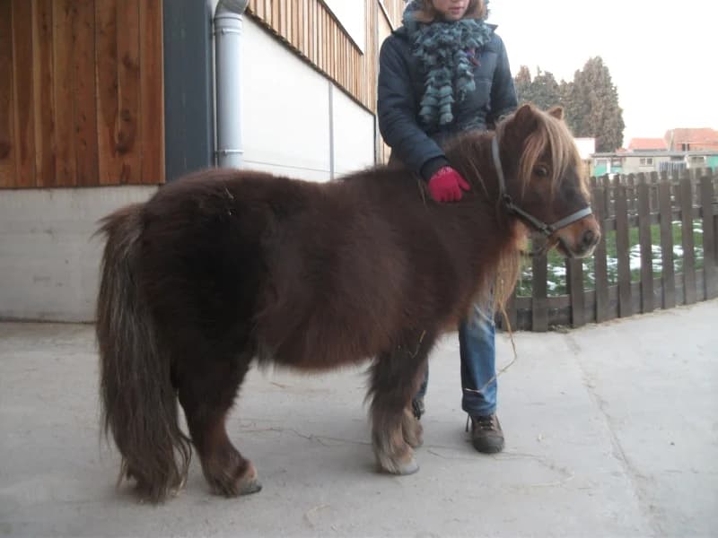 SB, male senior Mixed Breed for adoption at Animal Sans Toit, Faimes