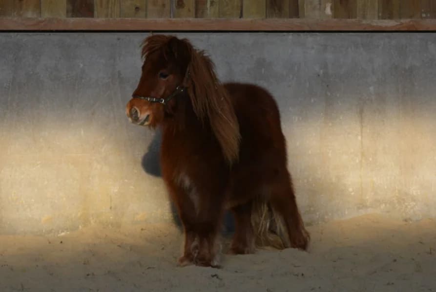 SB, male senior Mixed Breed for adoption at Animal Sans Toit, Faimes