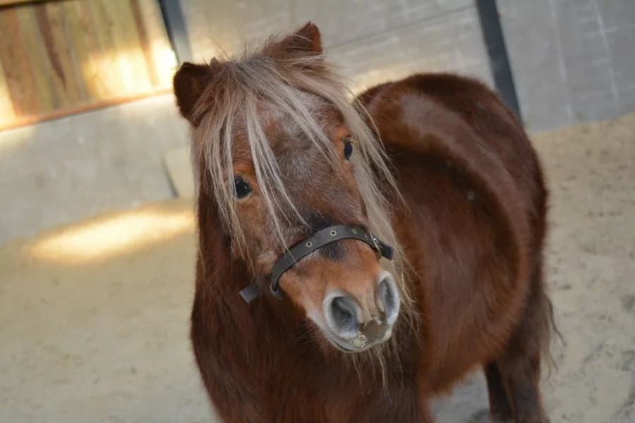 SB, female senior Mixed Breed for adoption at Animal Sans Toit, Faimes