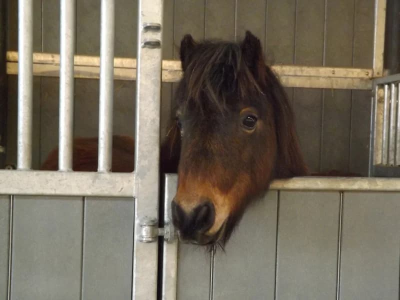 SB, female senior Mixed Breed for adoption at Animal Sans Toit, Faimes