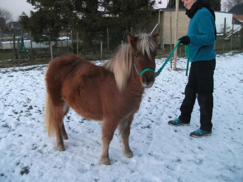 SB, female senior Mixed Breed for adoption at Animal Sans Toit, Faimes