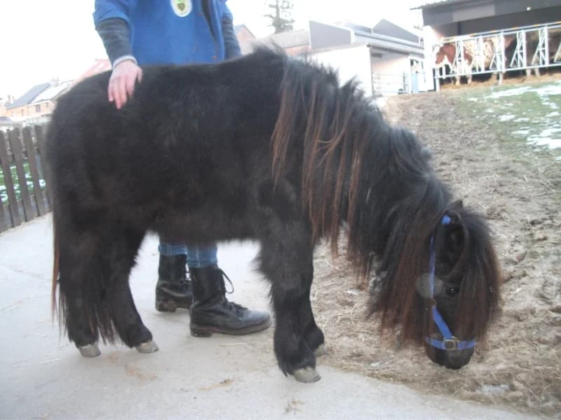 SB, male senior Mixed Breed for adoption at Animal Sans Toit, Faimes