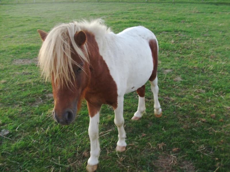 SB, male senior Mixed Breed for adoption at Animal Sans Toit, Faimes