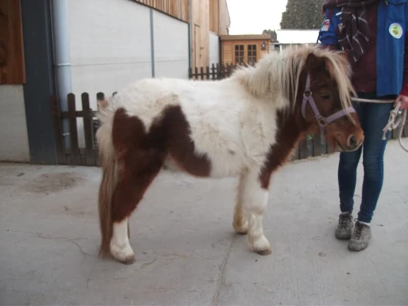 SB, male Mixed Breed for adoption at Animal Sans Toit, Faimes — photo 2 of 5