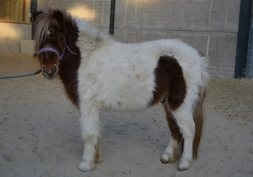 SB, male Mixed Breed for adoption at Animal Sans Toit, Faimes — photo 3 of 5