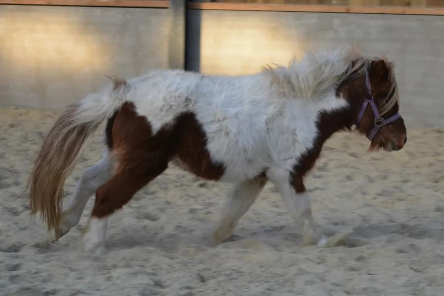 SB, male Mixed Breed for adoption at Animal Sans Toit, Faimes — photo 4 of 5