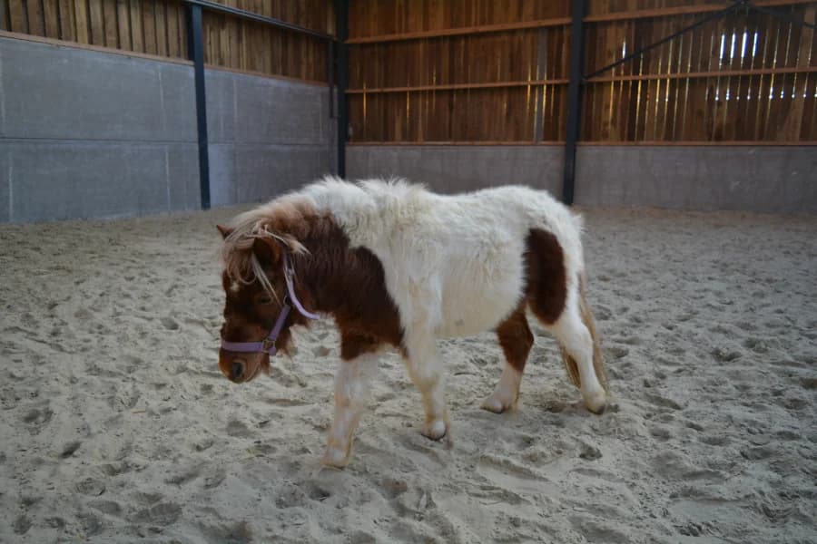 SB, male Mixed Breed for adoption at Animal Sans Toit, Faimes — photo 5 of 5