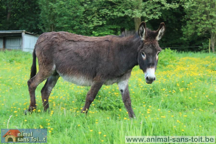 SB, female senior Mixed Breed for adoption at Animal Sans Toit, Faimes