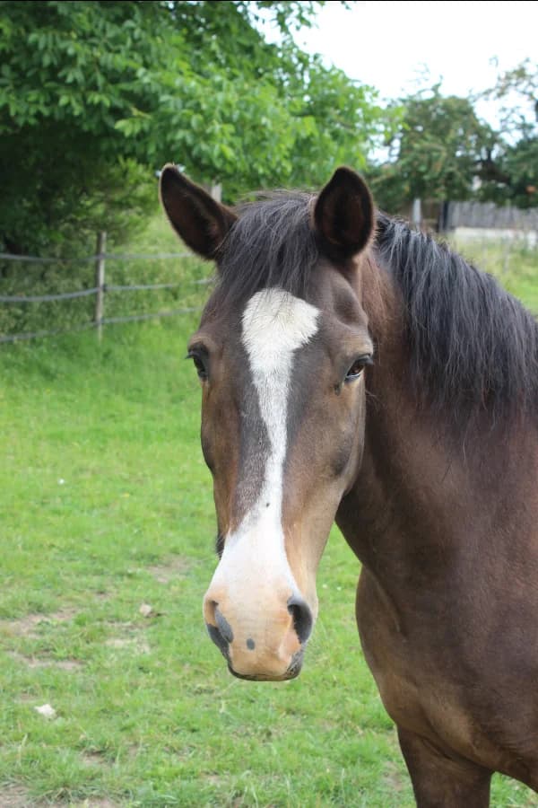 SB, male senior Mixed Breed for adoption at Animal Sans Toit, Faimes