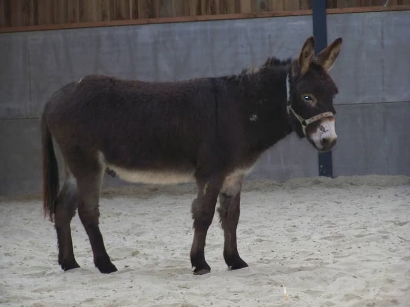 SB, male senior Mixed Breed for adoption at Animal Sans Toit, Faimes
