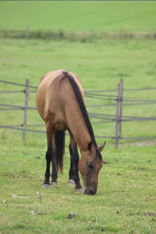 SB, female senior Mixed Breed for adoption at Animal Sans Toit, Faimes