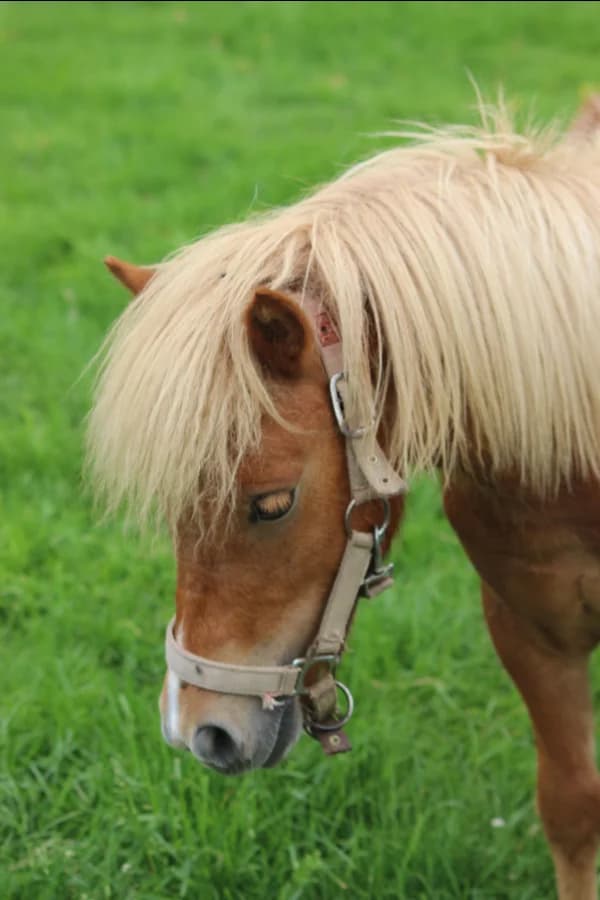 SB, male Mixed Breed for adoption at Animal Sans Toit, Faimes