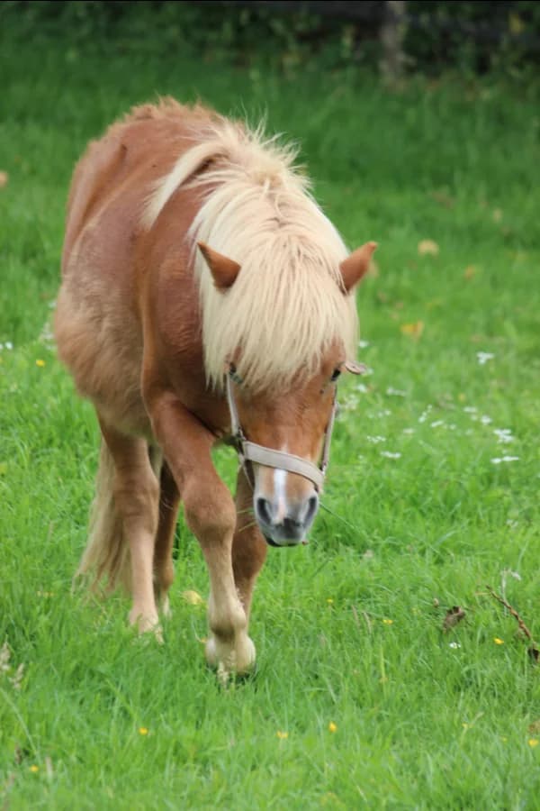 SB, male Mixed Breed for adoption at Animal Sans Toit, Faimes — photo 2 of 3