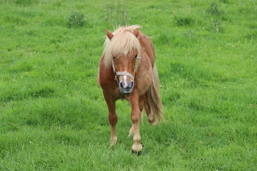 SB, male Mixed Breed for adoption at Animal Sans Toit, Faimes — photo 3 of 3