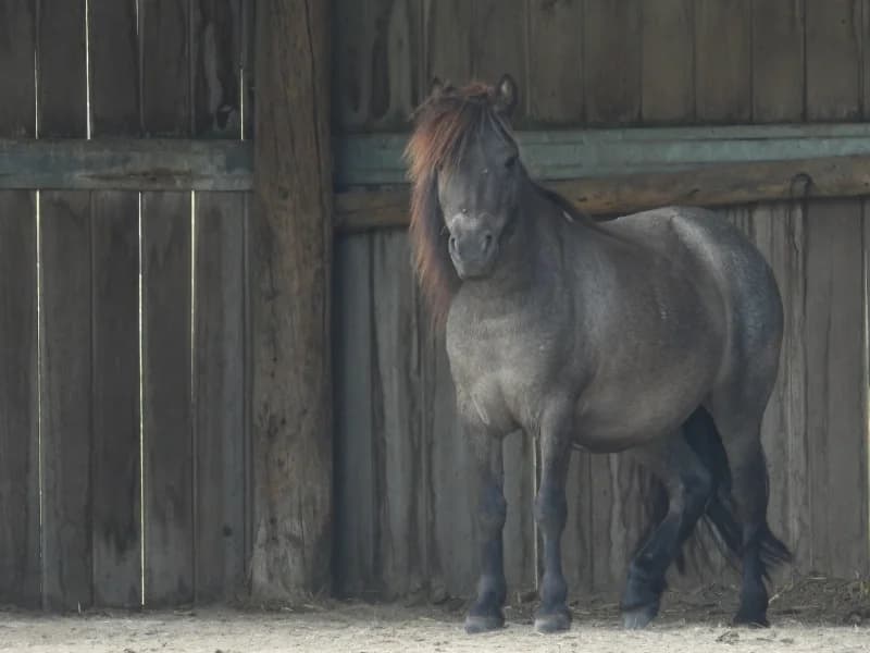 SB, male senior Mixed Breed for adoption at Animal Sans Toit, Faimes