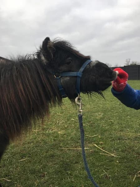 SB, male Mixed Breed for adoption at Animal Sans Toit, Faimes — photo 2 of 10