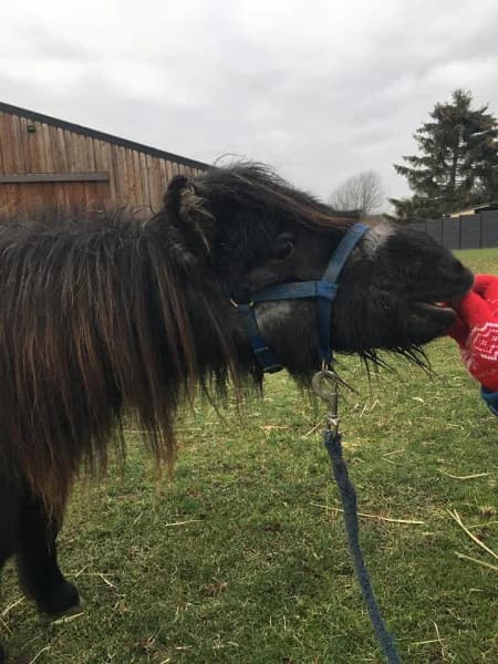SB, male Mixed Breed for adoption at Animal Sans Toit, Faimes — photo 3 of 10