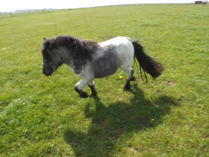 SB, male Mixed Breed for adoption at Animal Sans Toit, Faimes — photo 4 of 10