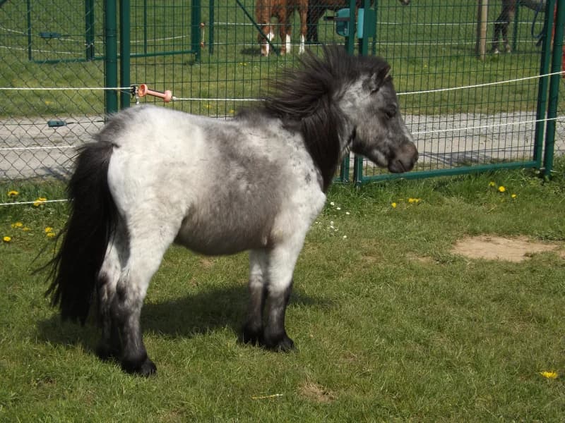 SB, male Mixed Breed for adoption at Animal Sans Toit, Faimes — photo 5 of 10