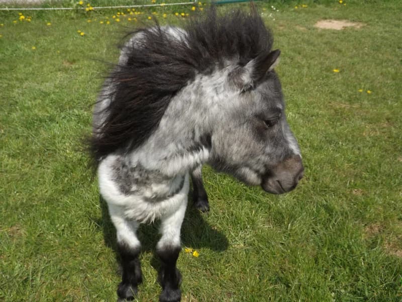 SB, male Mixed Breed for adoption at Animal Sans Toit, Faimes — photo 6 of 10