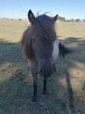 SB, male Mixed Breed for adoption at Animal Sans Toit, Faimes — photo 7 of 10