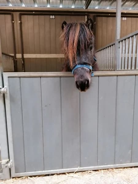 SB, male Mixed Breed for adoption at Animal Sans Toit, Faimes — photo 8 of 10