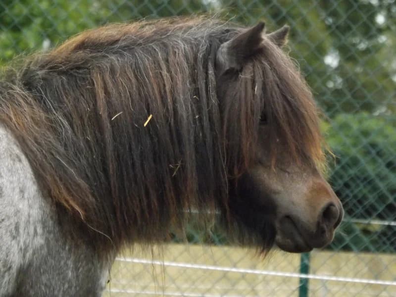 SB, female senior Mixed Breed for adoption at Animal Sans Toit, Faimes
