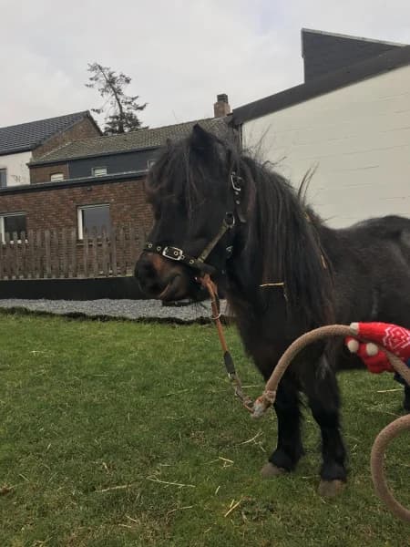 SB, female Mixed Breed for adoption at Animal Sans Toit, Faimes — photo 2 of 6