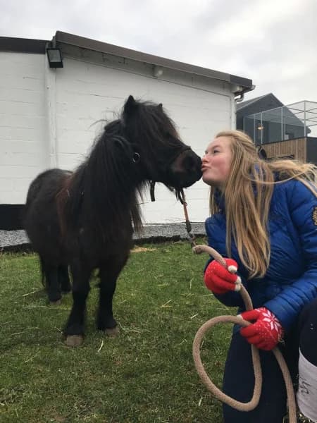 SB, female Mixed Breed for adoption at Animal Sans Toit, Faimes — photo 3 of 6