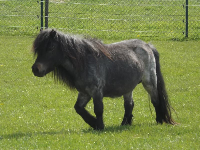SB, female Mixed Breed for adoption at Animal Sans Toit, Faimes — photo 4 of 6