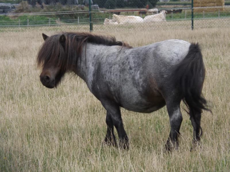 SB, female Mixed Breed for adoption at Animal Sans Toit, Faimes — photo 5 of 6