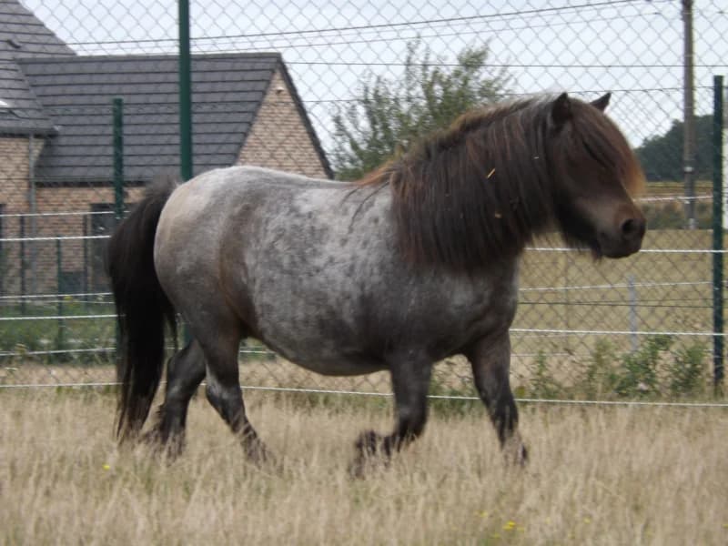 SB, female Mixed Breed for adoption at Animal Sans Toit, Faimes — photo 6 of 6