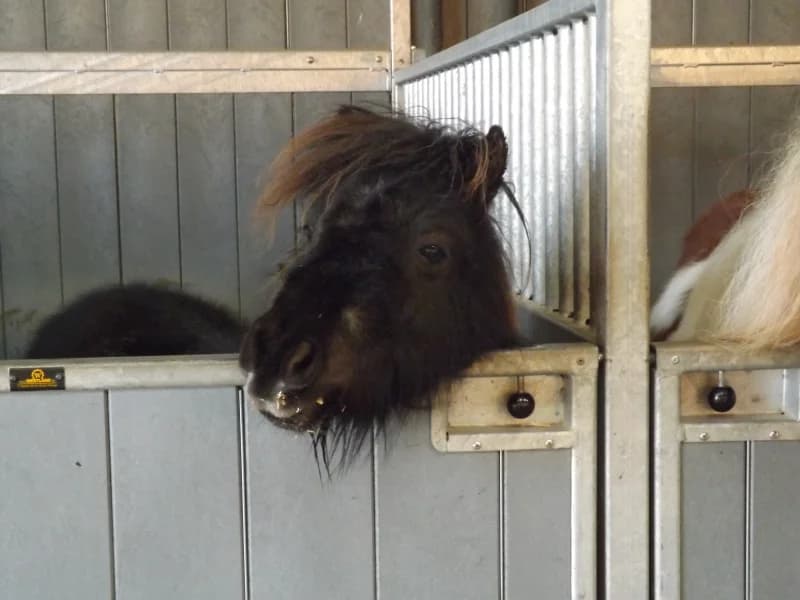 SB, female senior Mixed Breed for adoption at Animal Sans Toit, Faimes